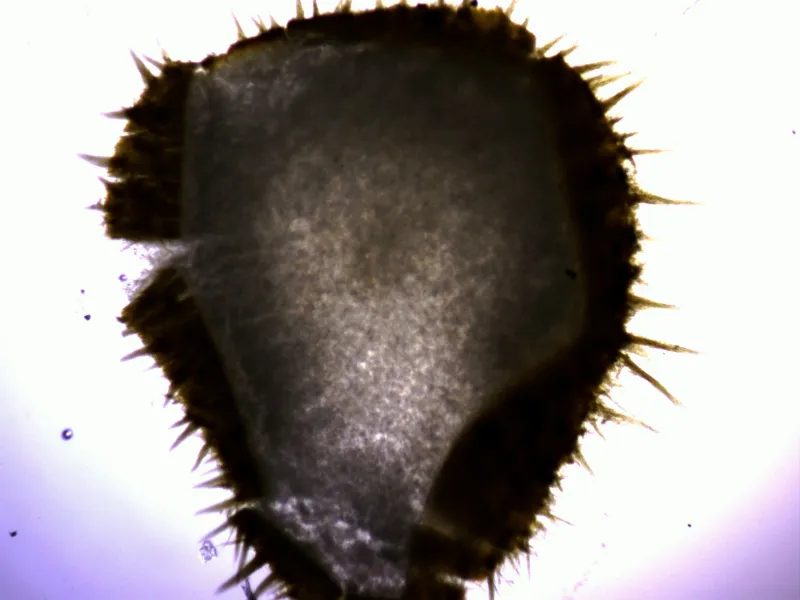 Auriscalpium vulgare 14 - sección x 40